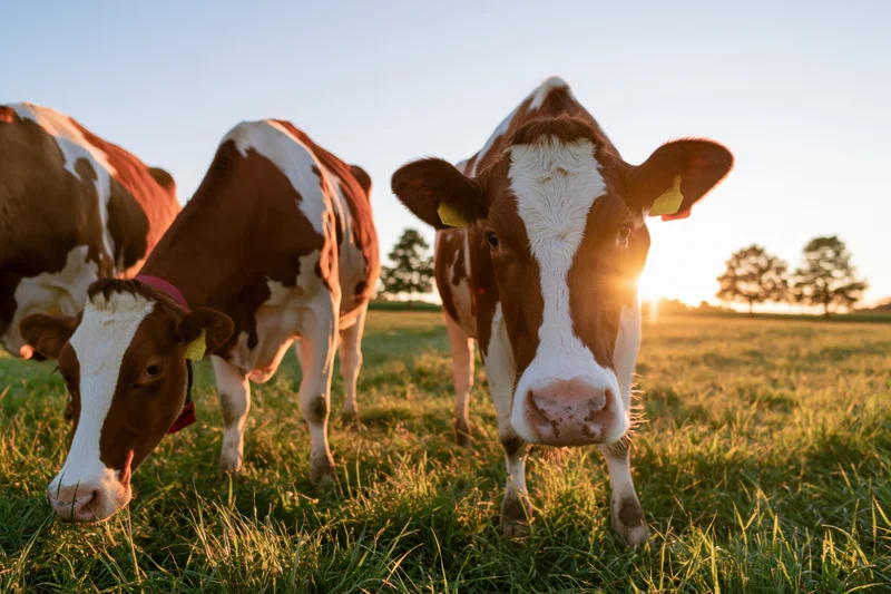Three Holstein cows grazing in a grassy pasture at sunset