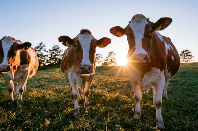 Three holstein cows standing in a grassy pasture at sunrise