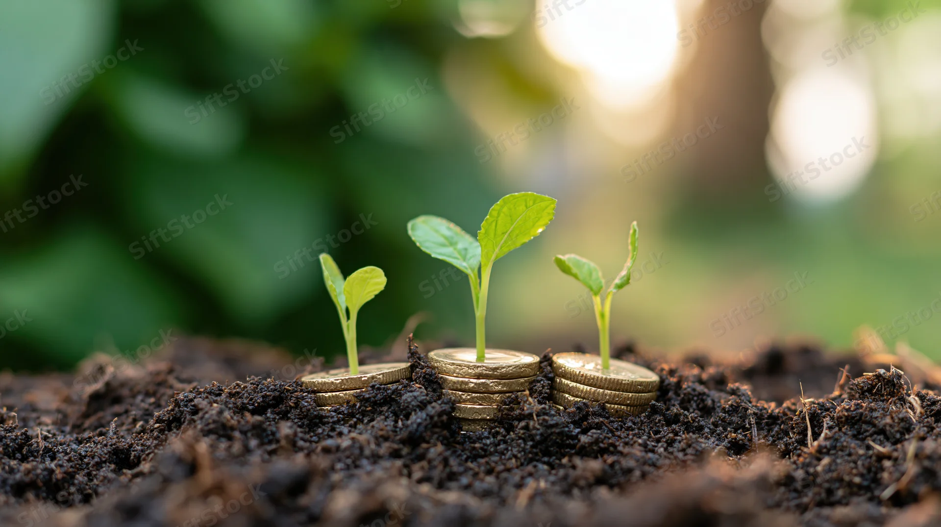 Three green seedlings sprouting from stacked gold coins in soil with blurred greenery and sunlight in the background