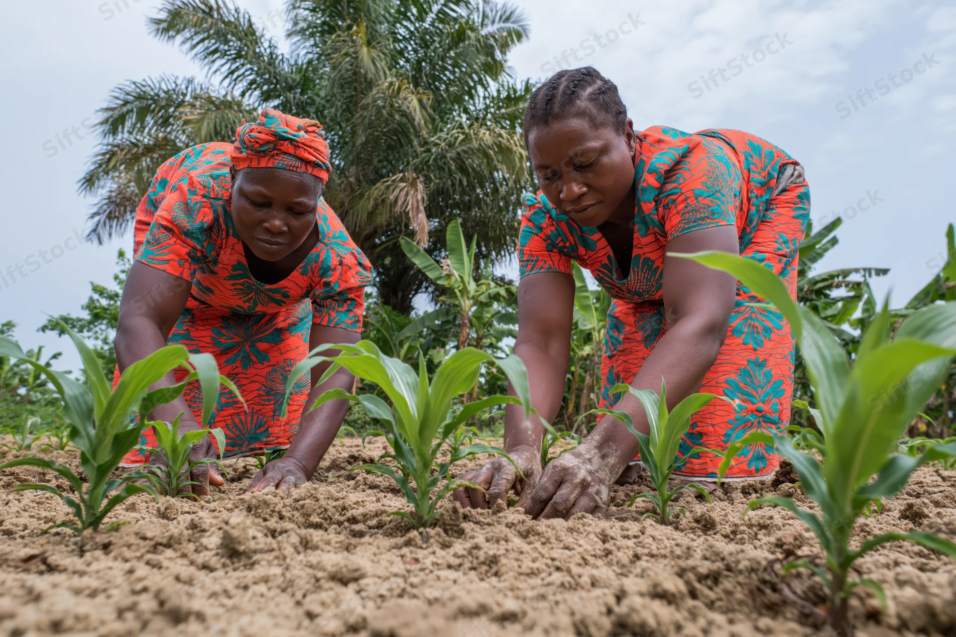 Two african women tending young maize plants in a rural field