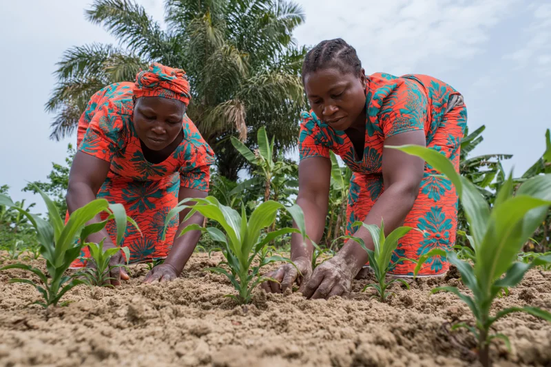 Two african women tending young maize plants in a rural field