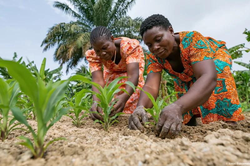 Two women tending young maize plants in a rural field
