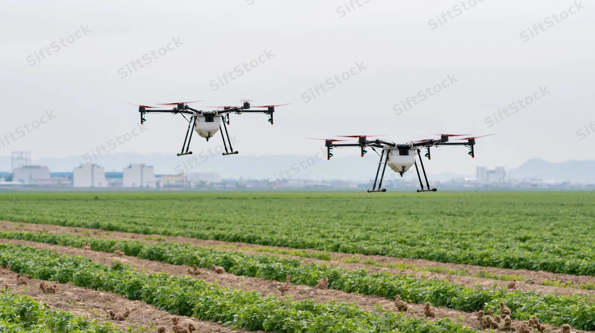 Two agricultural drones flying low over a green crop field