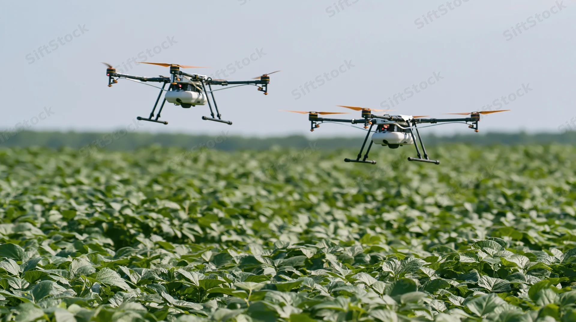 Two agricultural sprayer drones flying low over a dense soybean field