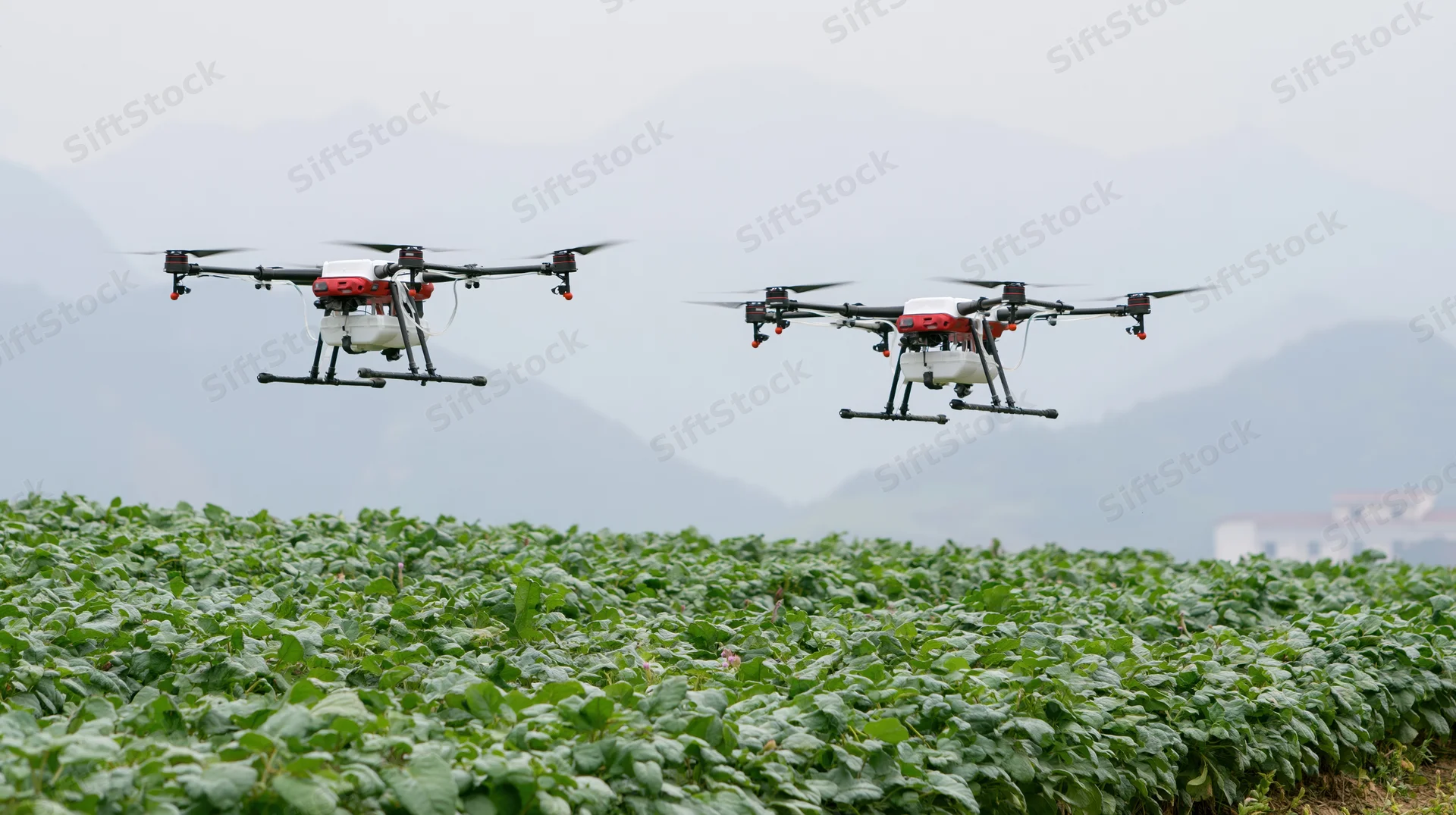 Two agricultural sprayer drones flying low over a dense green crop field