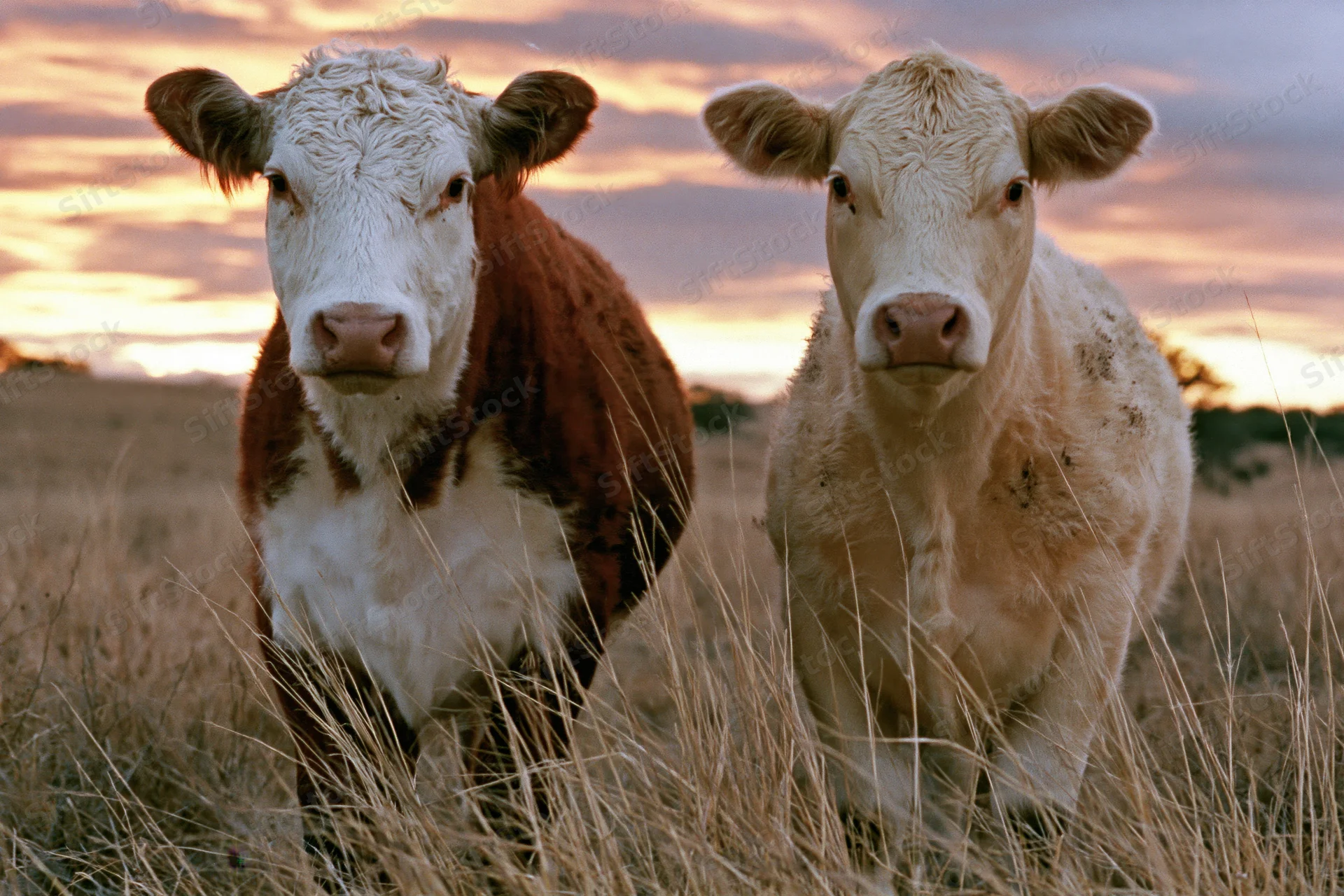 Two cattle standing side by side in a grassy pasture at sunset