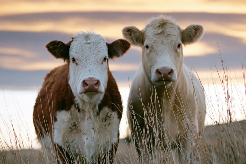 Two cows standing side by side in a grassy pasture at sunset