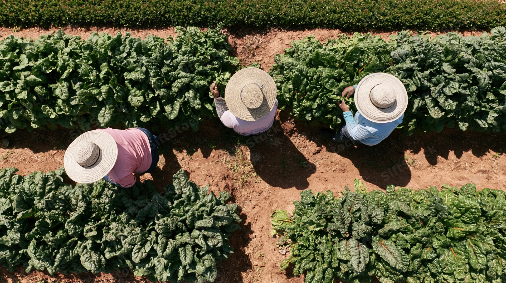 Three farm workers in wide-brim straw hats harvesting leafy greens in rows in a field