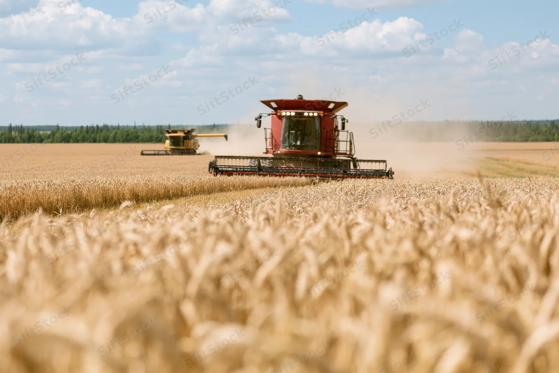 Two combine harvesters moving through a golden wheat field during harvest