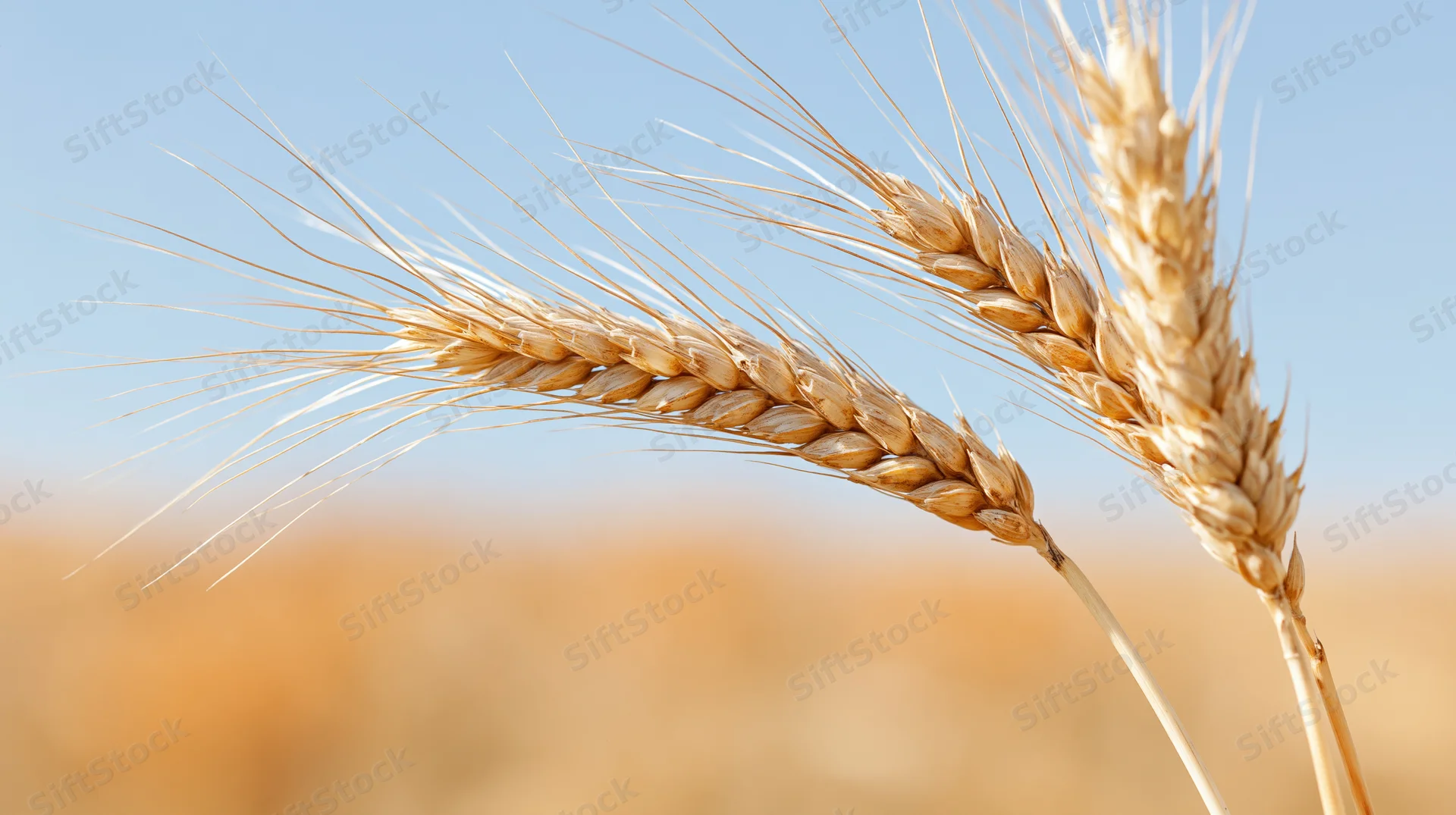 Close-up of ripe wheat stalks against a blue sky in a golden field