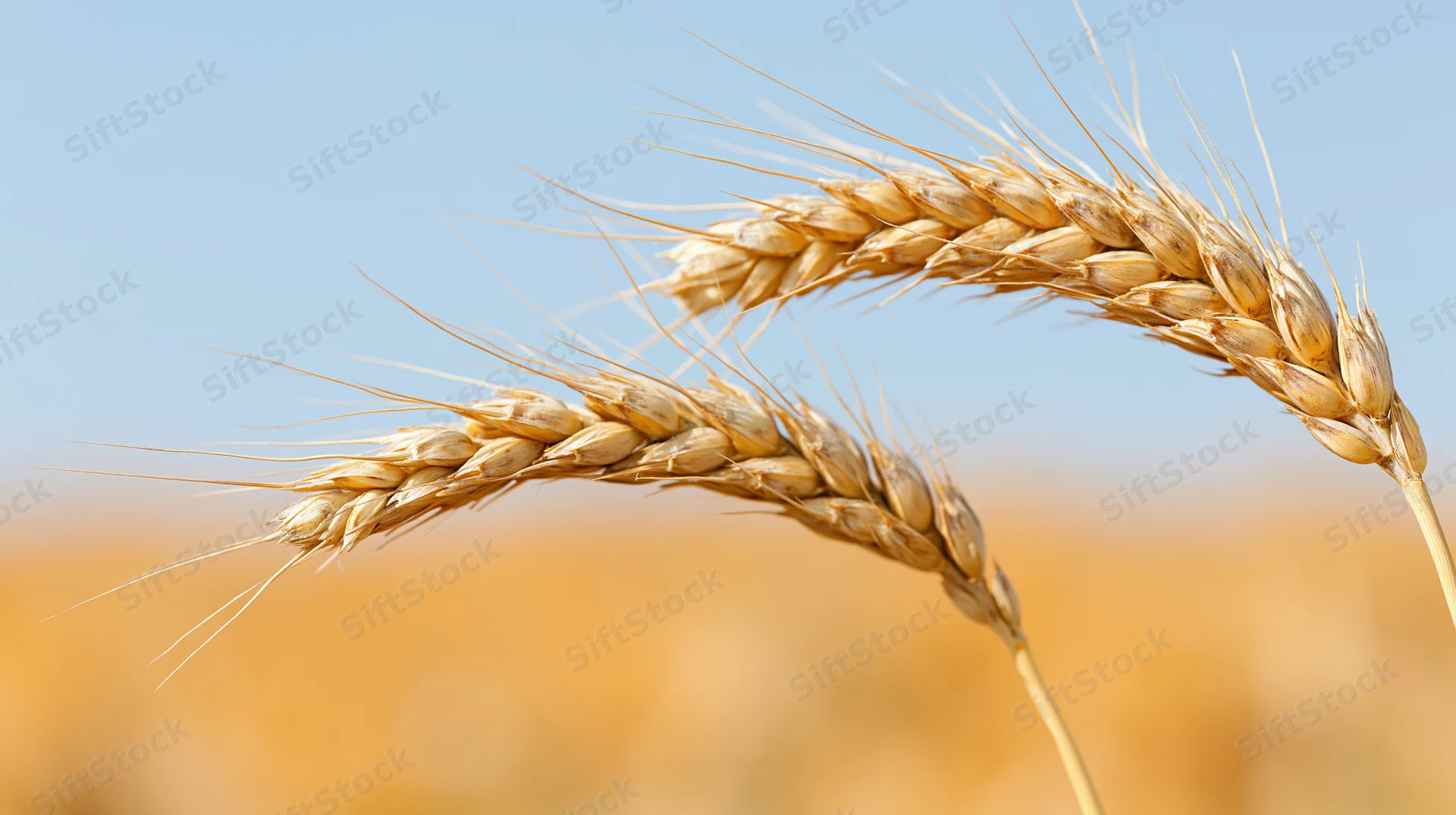 Close-up of two ripe wheat stalks against a blue sky over a golden field