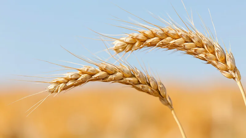 Close-up of two ripe wheat stalks against a blue sky over a golden field