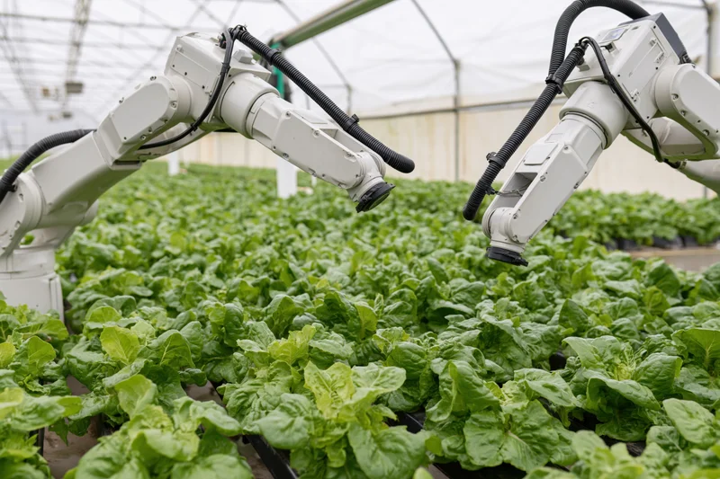 Robotic arms tending rows of lettuce in a greenhouse