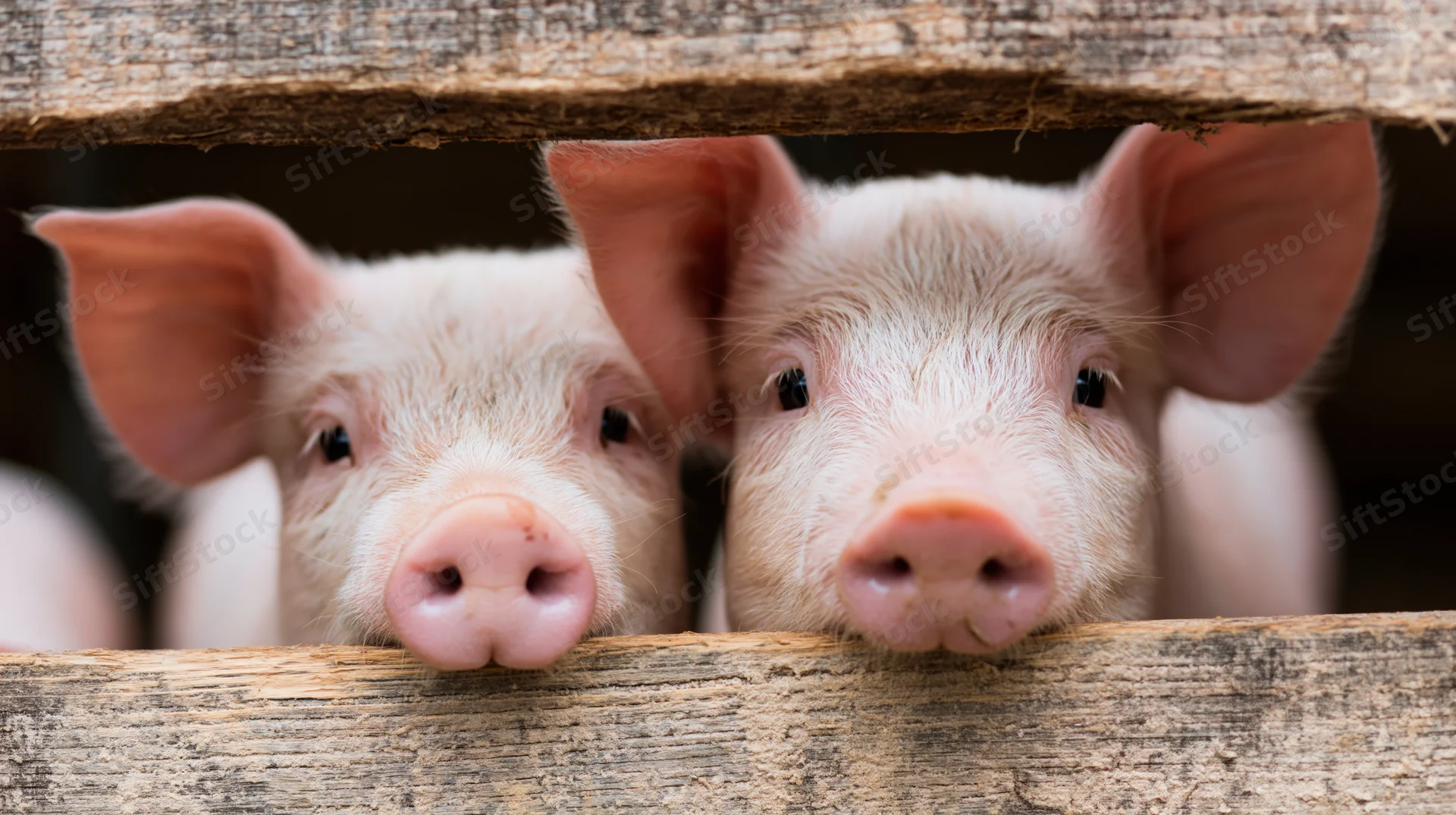 Two young piglets peeking through a wooden fence on a farm