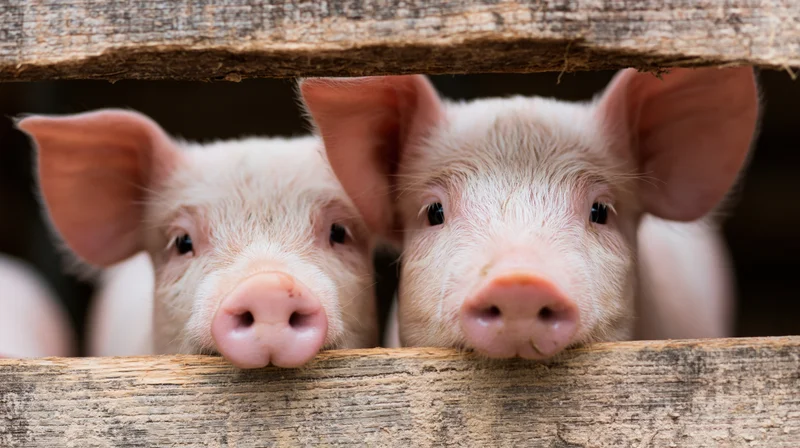Two young piglets peeking through a wooden fence on a farm