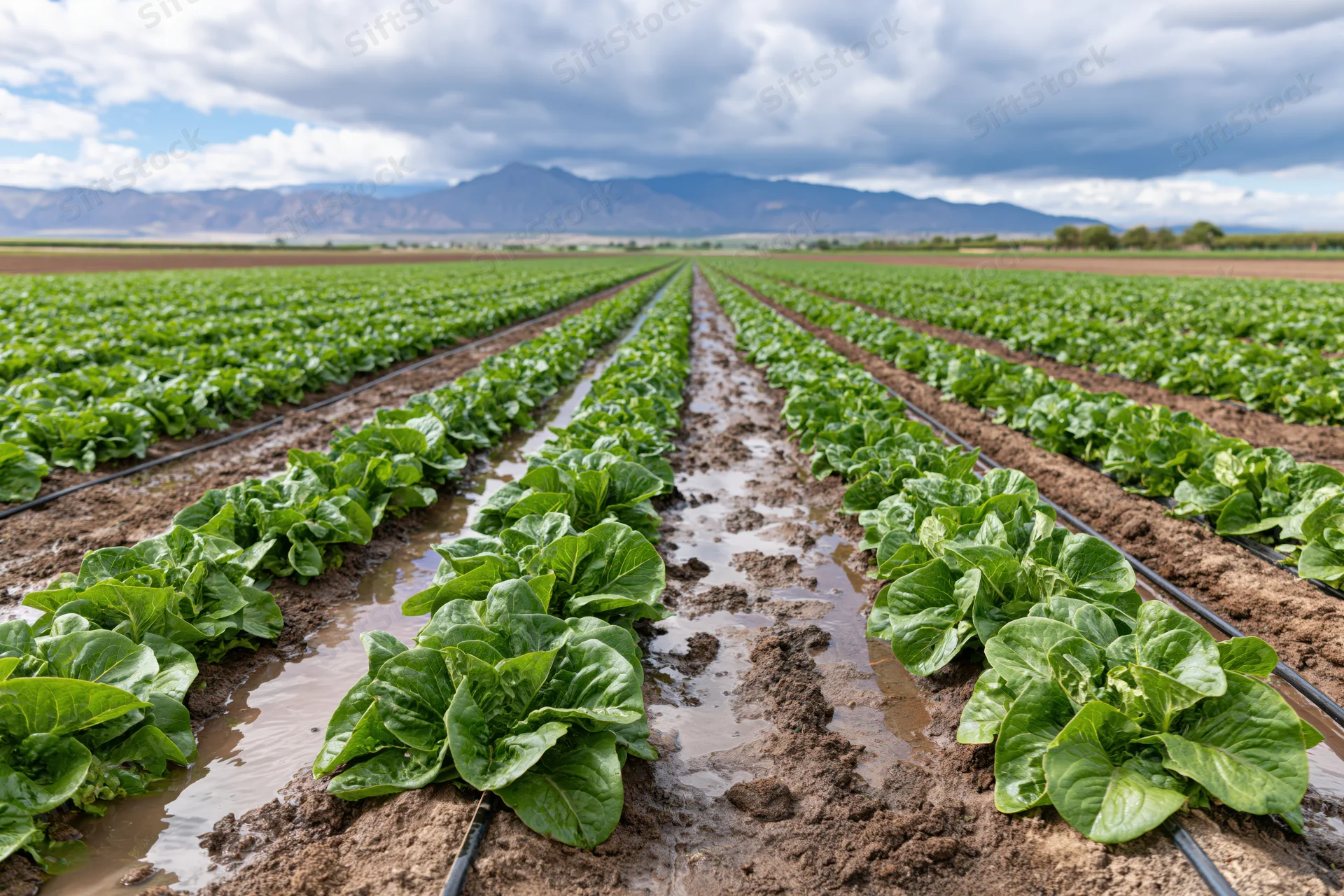 Rows of lettuce growing in a commercial field with drip irrigation under cloudy sky