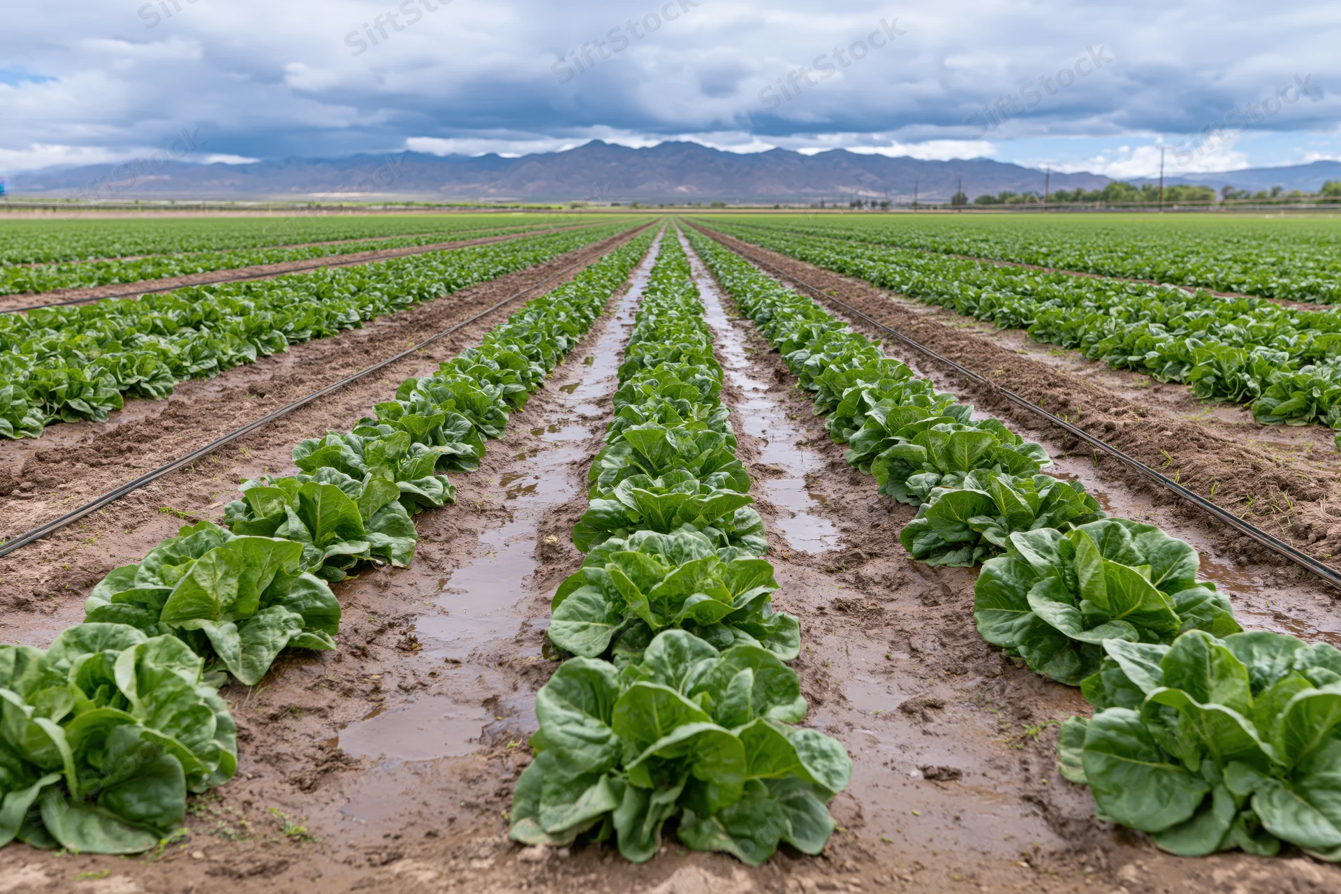 Rows of lettuce growing in a commercial field with irrigation lines and distant mountains under cloudy sky