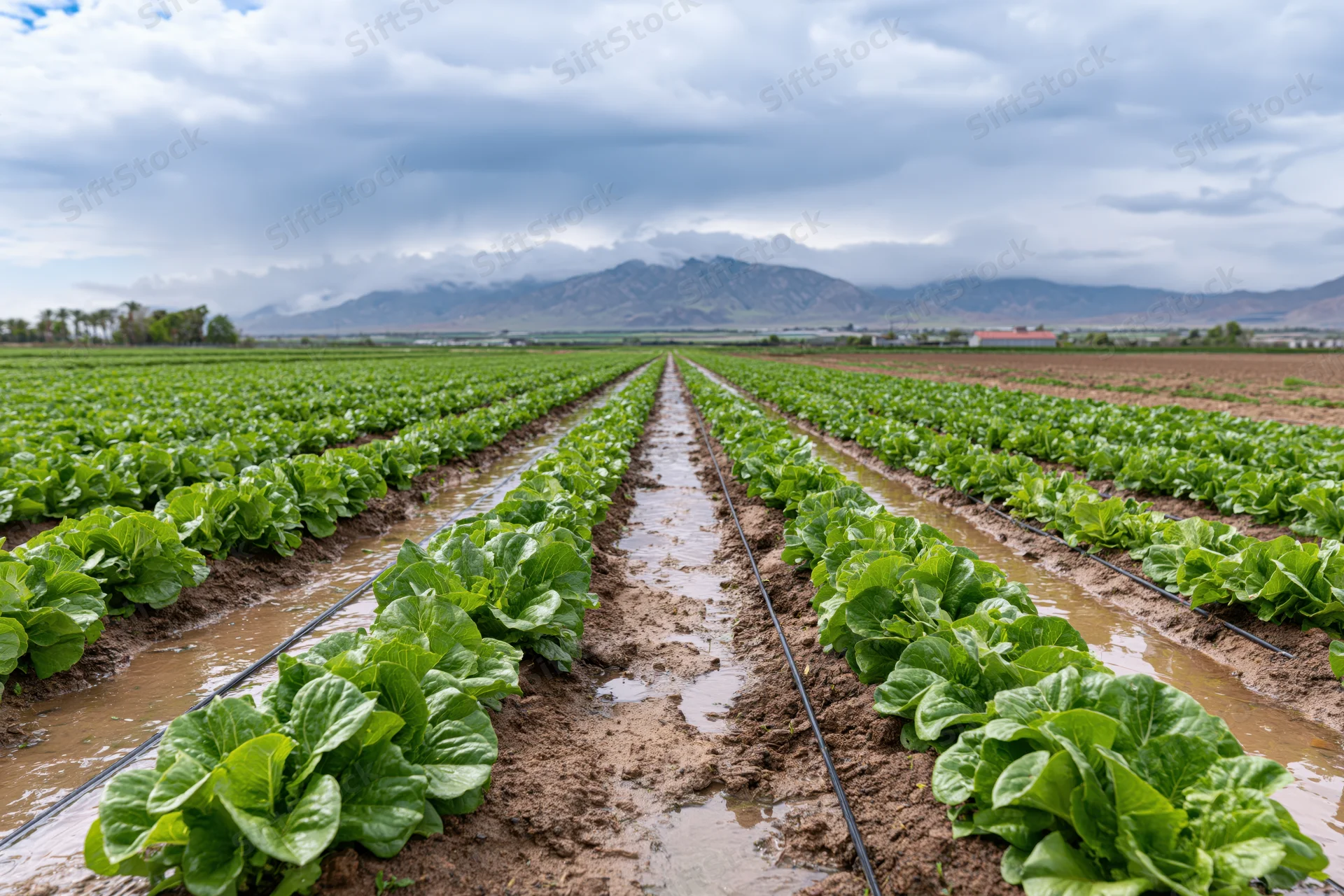 Rows of lettuce growing in a commercial field with irrigation channels and distant mountains under cloudy sky
