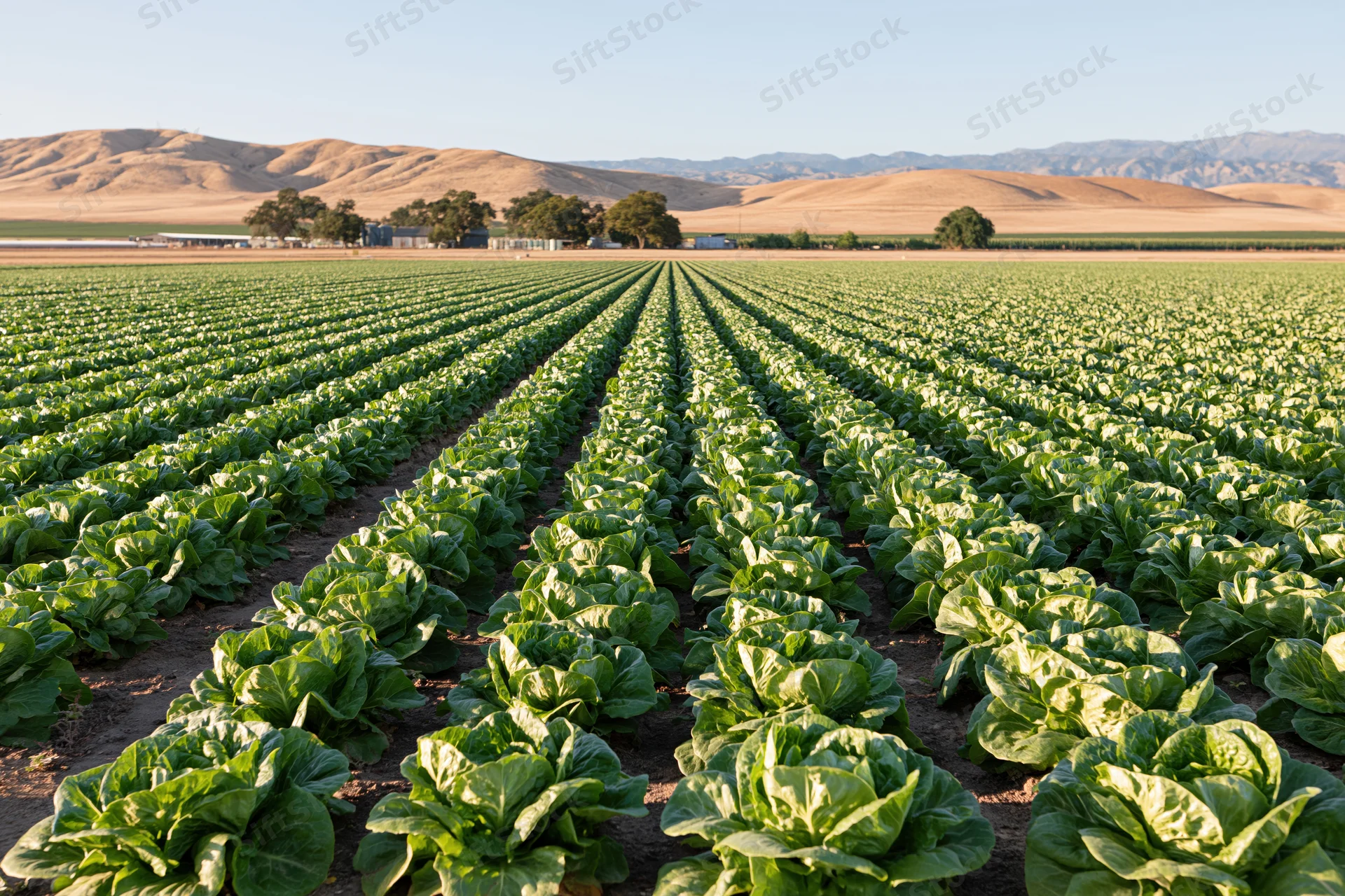 Rows of lettuce growing in a vast commercial field under a clear sky with distant mountains