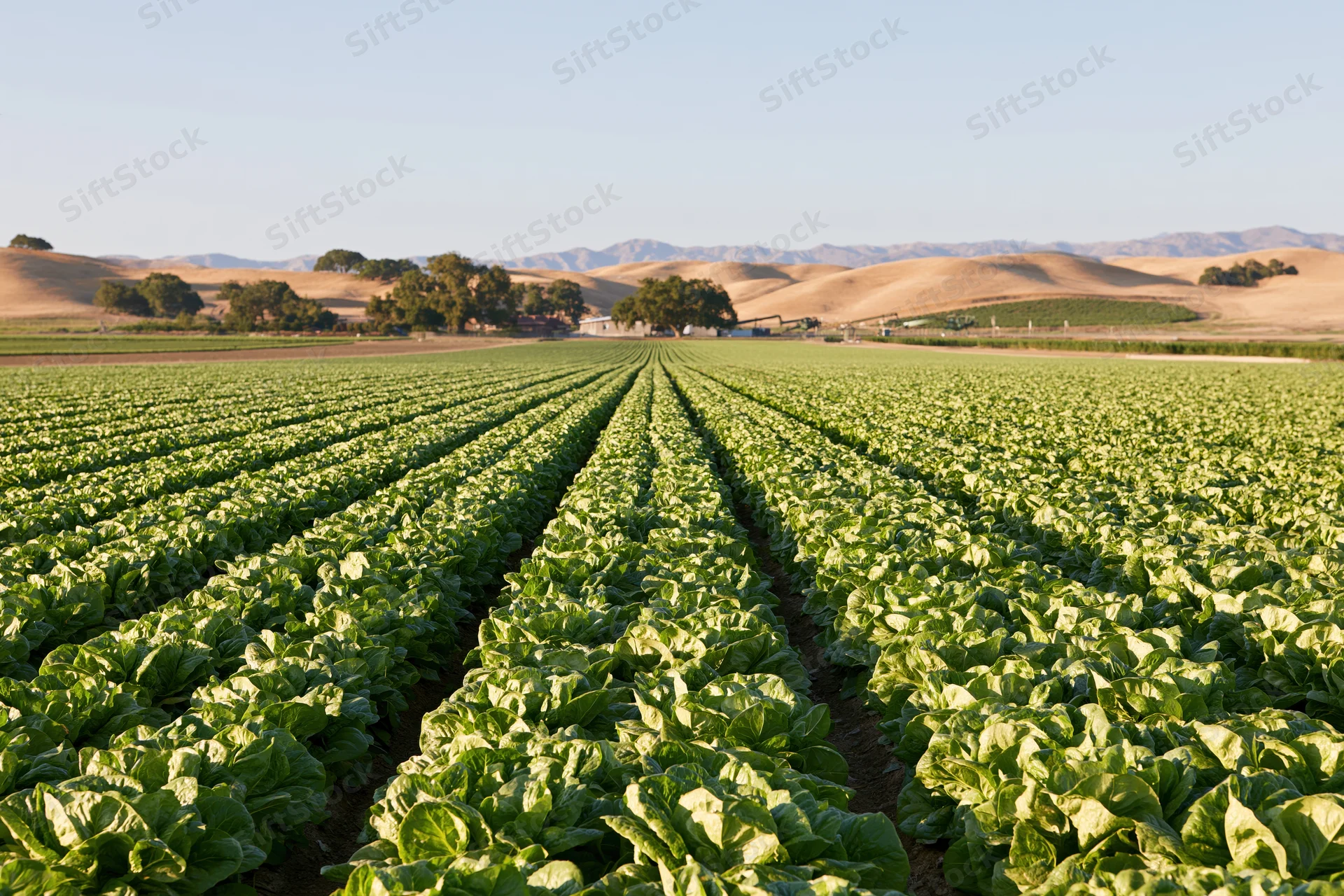 Rows of lettuce growing in a vast field under a clear sky with distant hills and trees