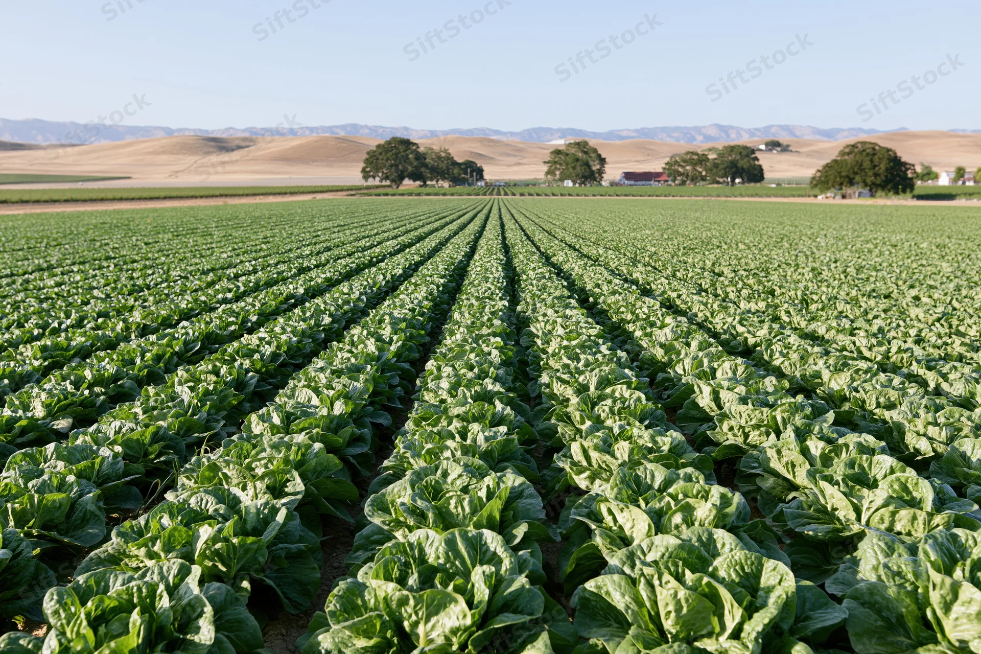 Rows of lettuce growing in a vast commercial field under a clear sky