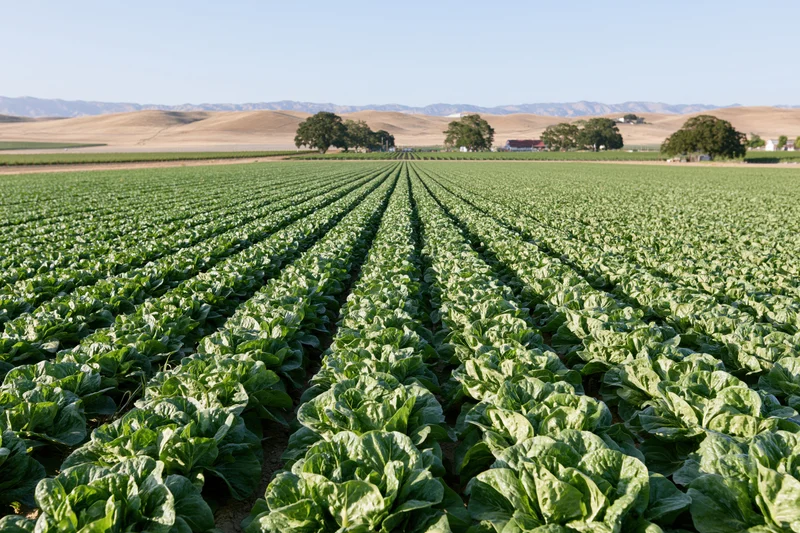 Rows of lettuce growing in a vast commercial field under a clear sky
