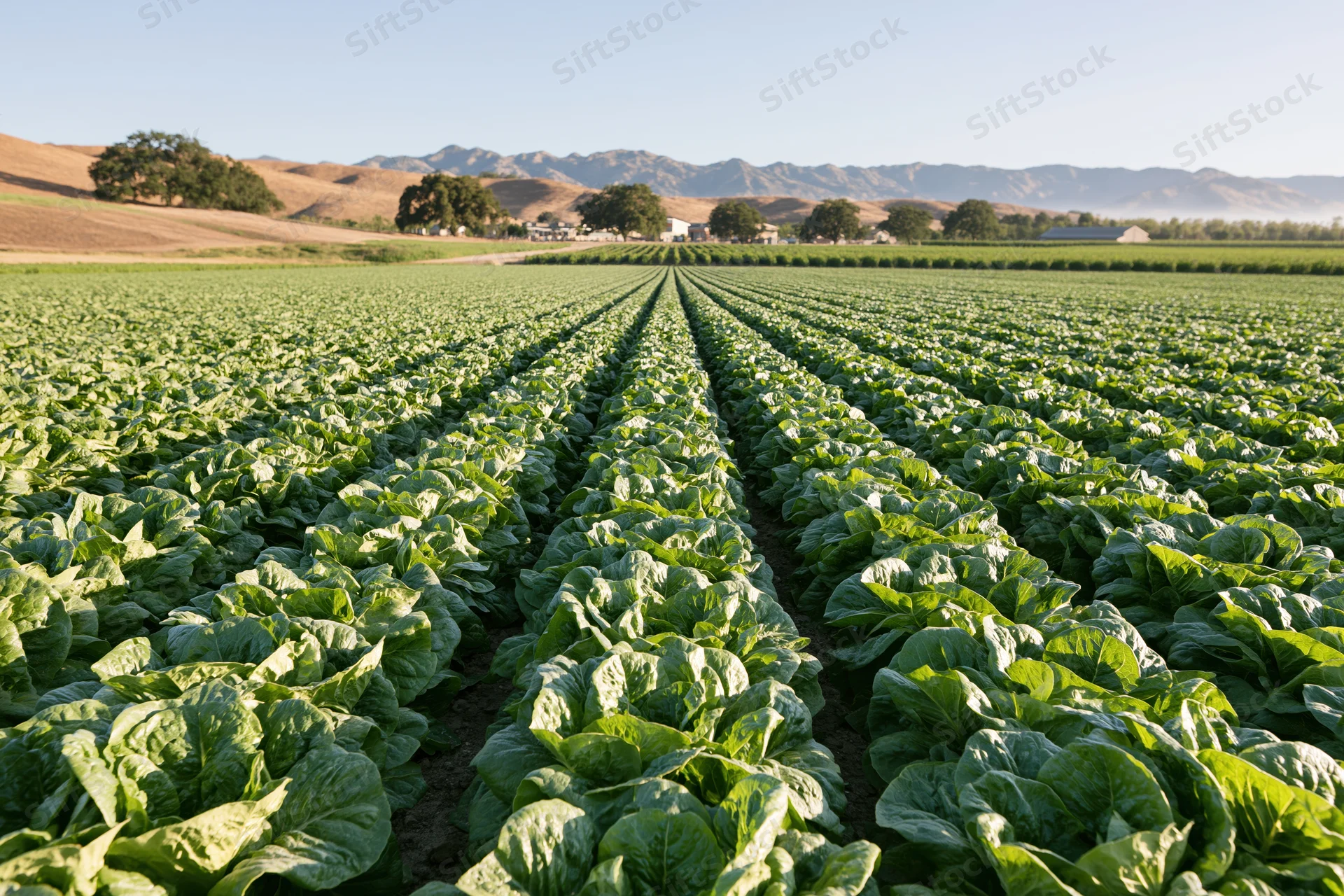 Rows of lettuce growing in a vast commercial field under a clear sky with distant mountains