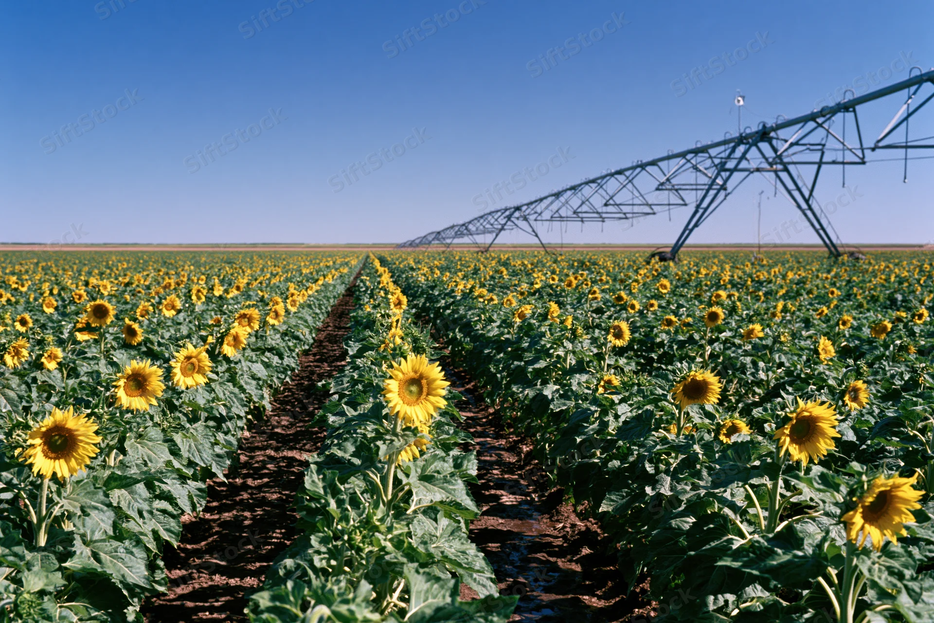 Rows of blooming sunflowers in a vast field under a clear blue sky with an irrigation pivot system in the background