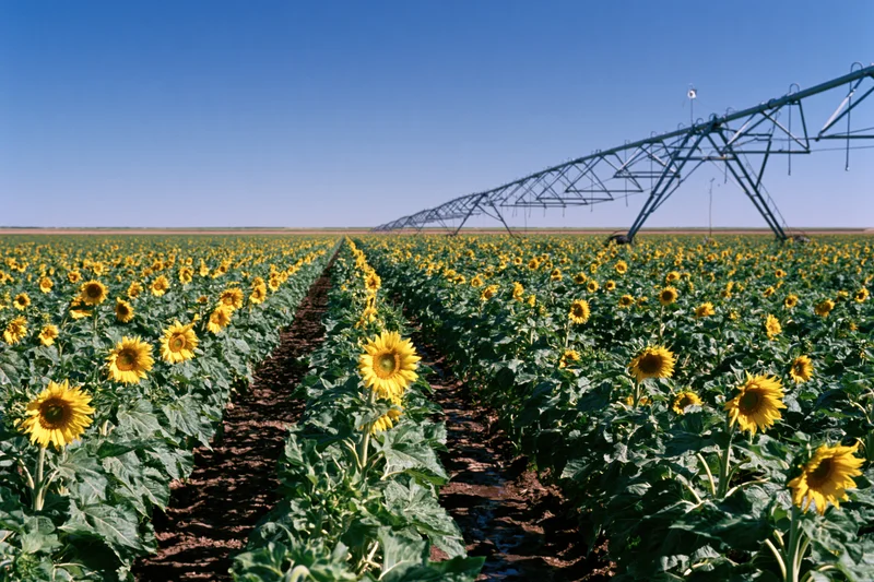 Rows of blooming sunflowers in a vast field under a clear blue sky with an irrigation pivot system in the background