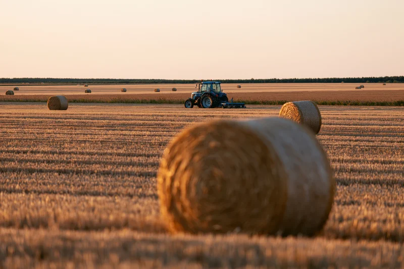 Tractor working in a harvested field with round hay bales at sunset