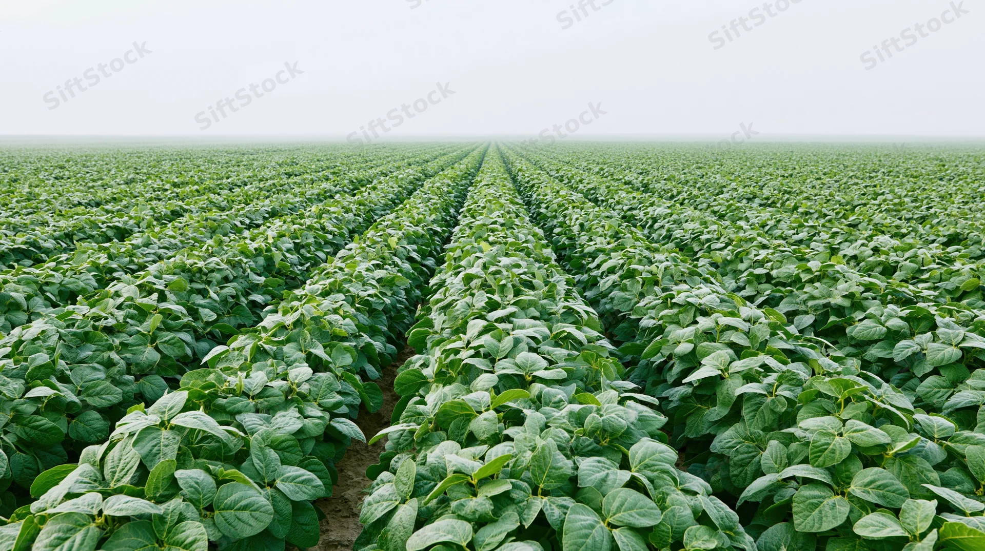 Rows of soybean plants in full canopy growth across a vast farm field