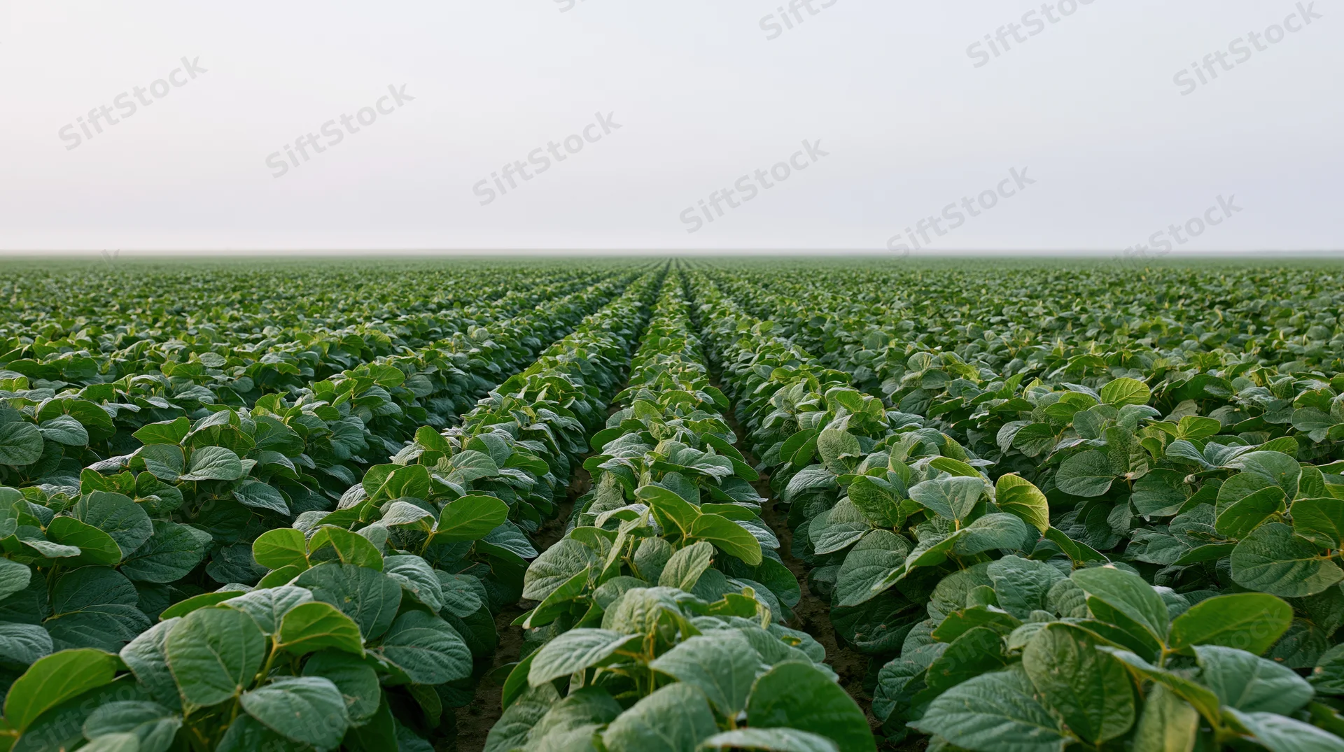 Vast soybean field with symmetrical rows of green plants stretching into the distance