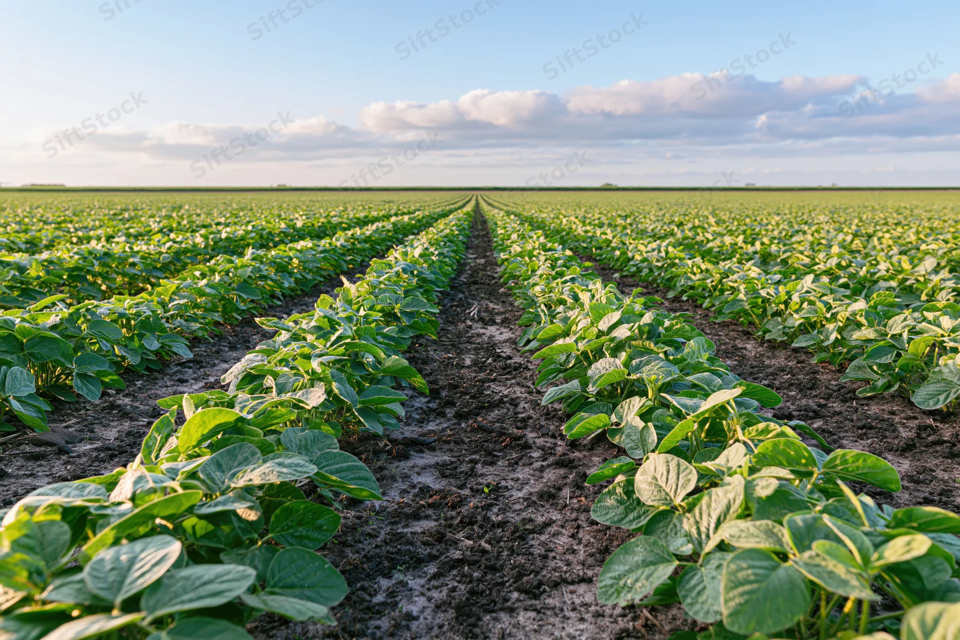 Rows of young soybean plants growing in a vast field under a blue sky with scattered clouds
