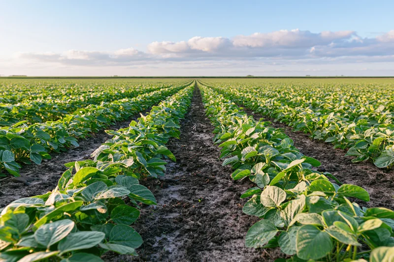 Rows of young soybean plants growing in a vast field under a blue sky with scattered clouds