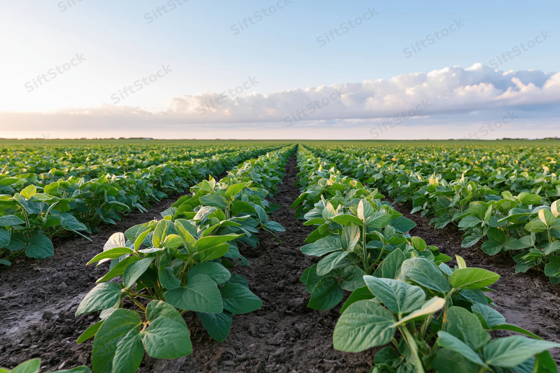 Rows of young soybean plants growing in a vast field under a clear sky at sunrise