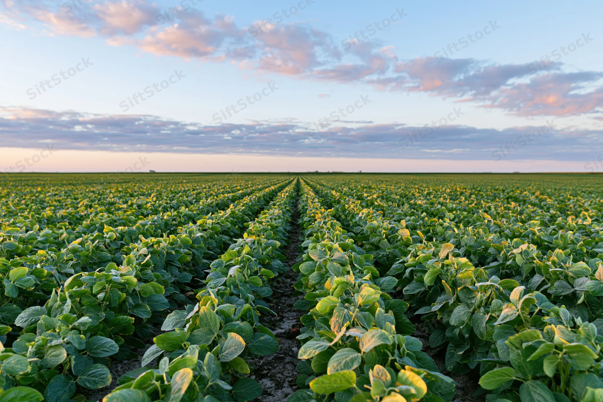Rows of soybean plants stretching across a vast field under a twilight sky