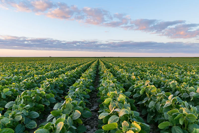 Rows of soybean plants stretching across a vast field under a twilight sky