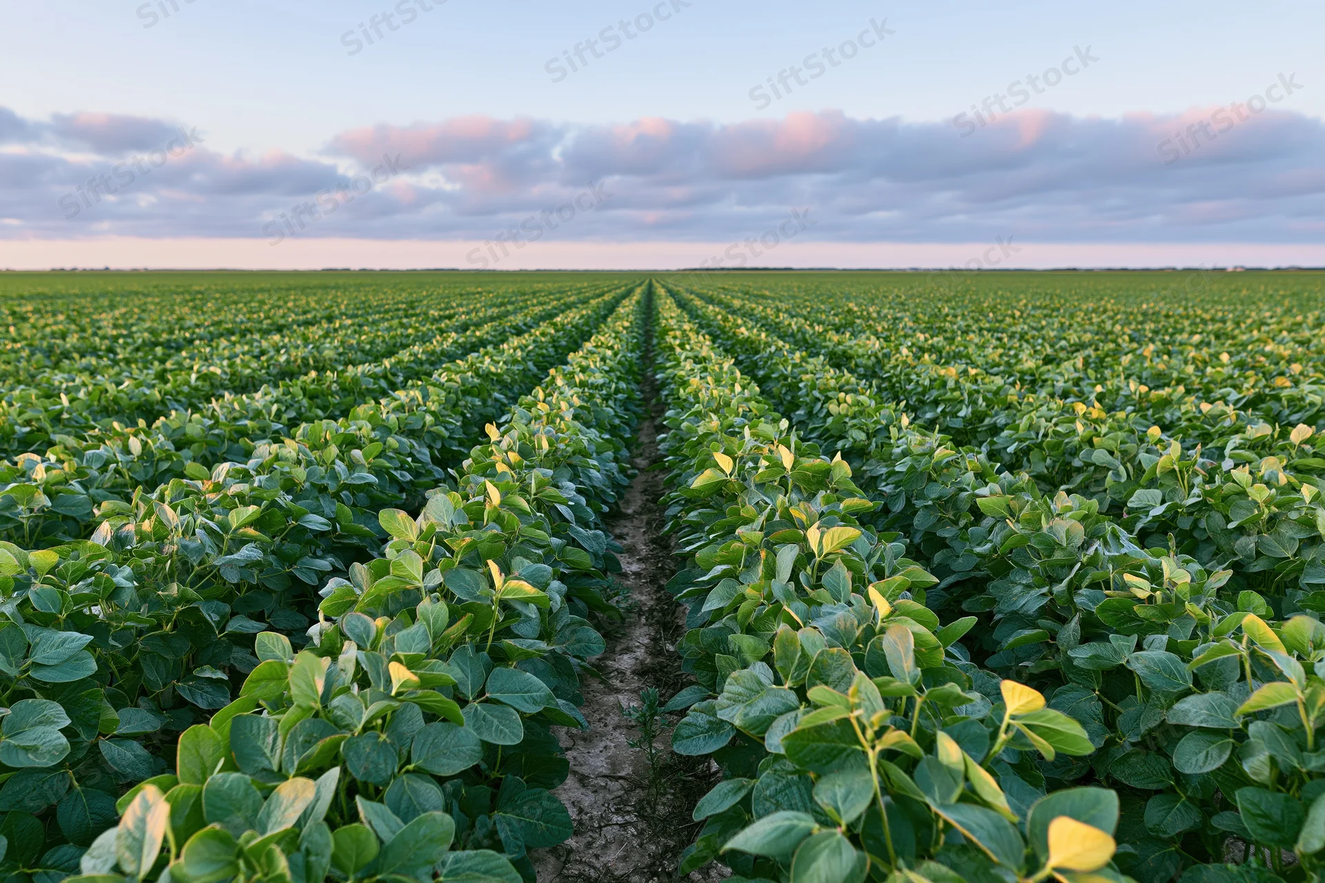 Rows of soybean plants stretching into the distance across a vast field under a cloudy sky at dusk