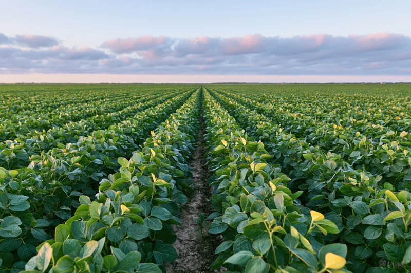 Rows of soybean plants stretching into the distance across a vast field under a cloudy sky at dusk