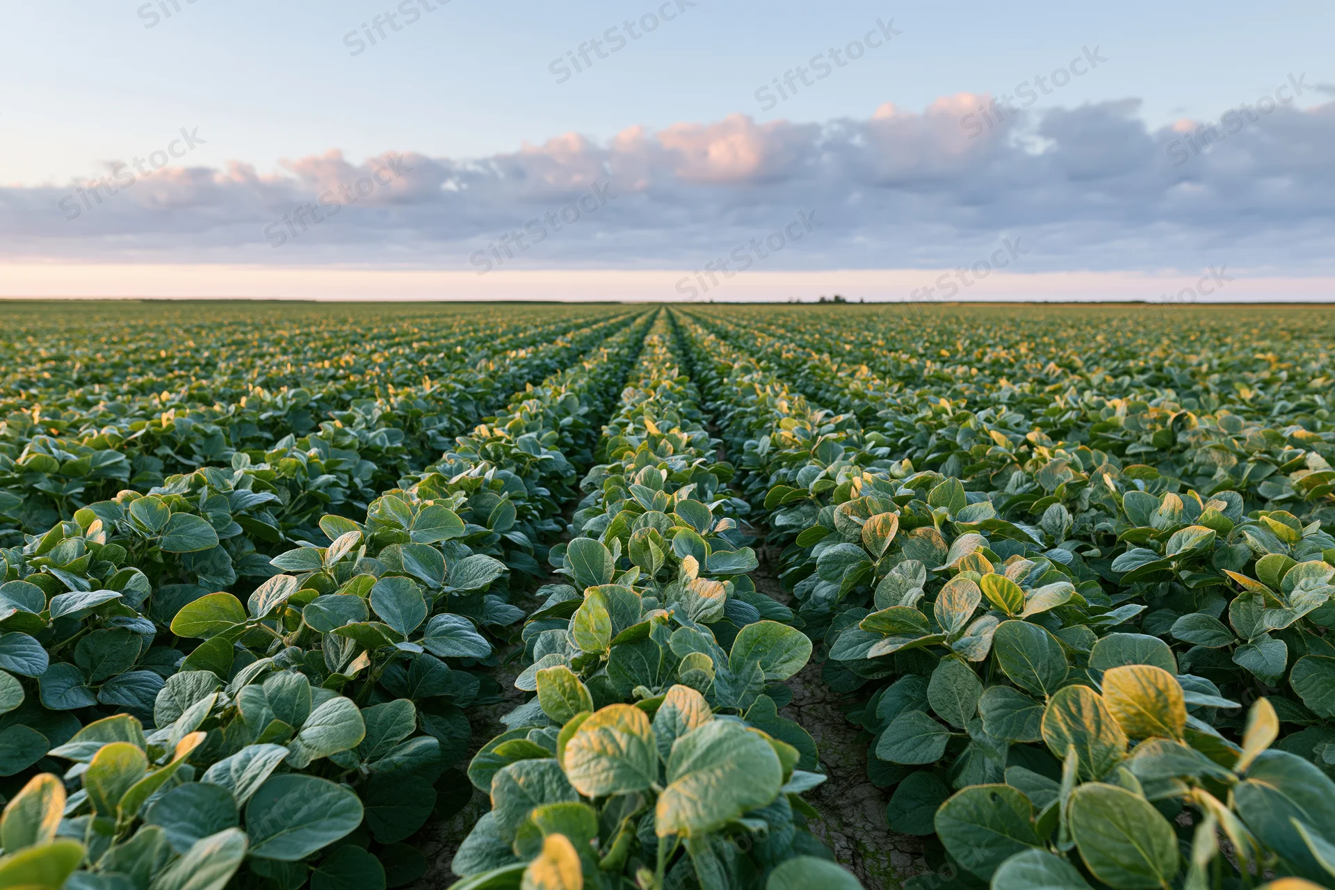 Rows of soybean plants growing in a vast field under a cloudy sky at sunset