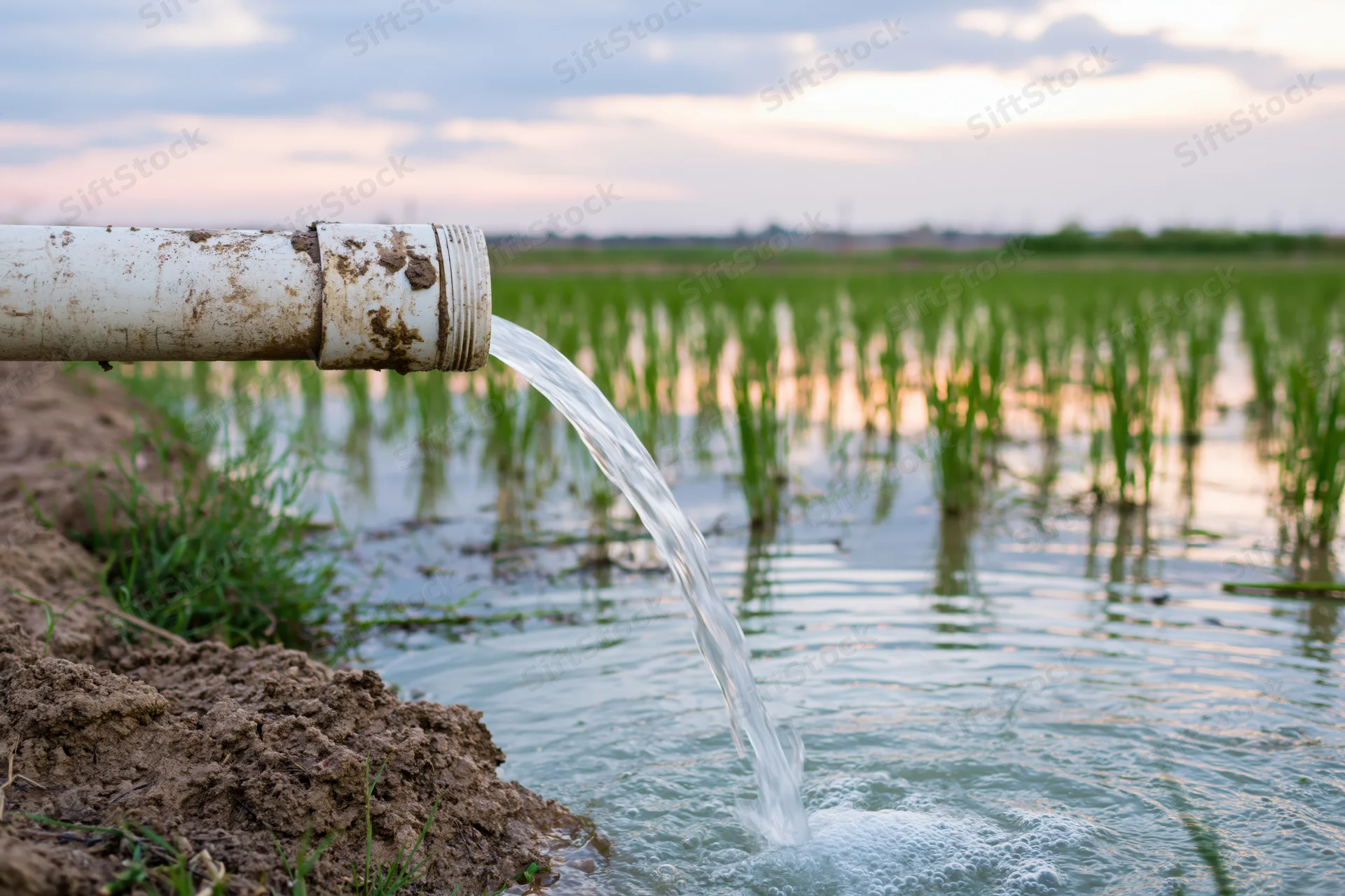 Water flowing from a worn irrigation pipe into a flooded rice field at dusk