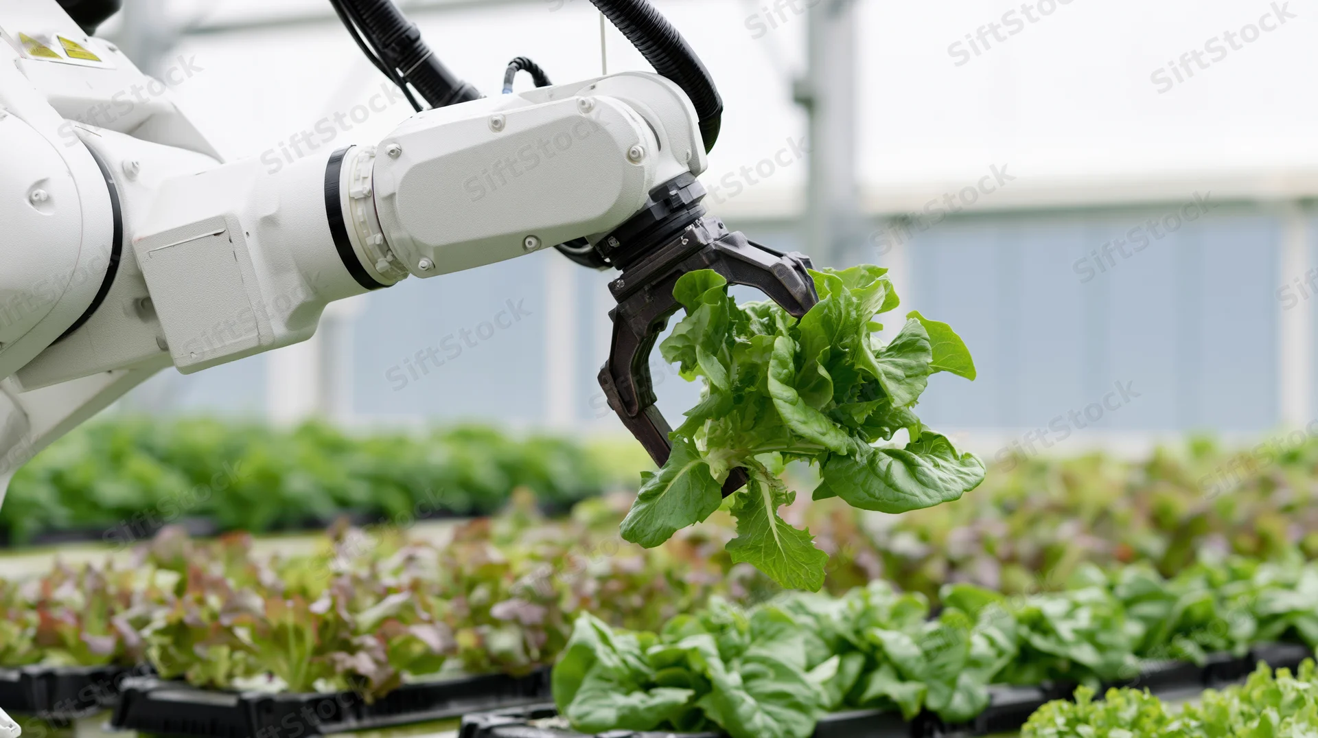 Robotic arm harvesting lettuce in a greenhouse hydroponic farm