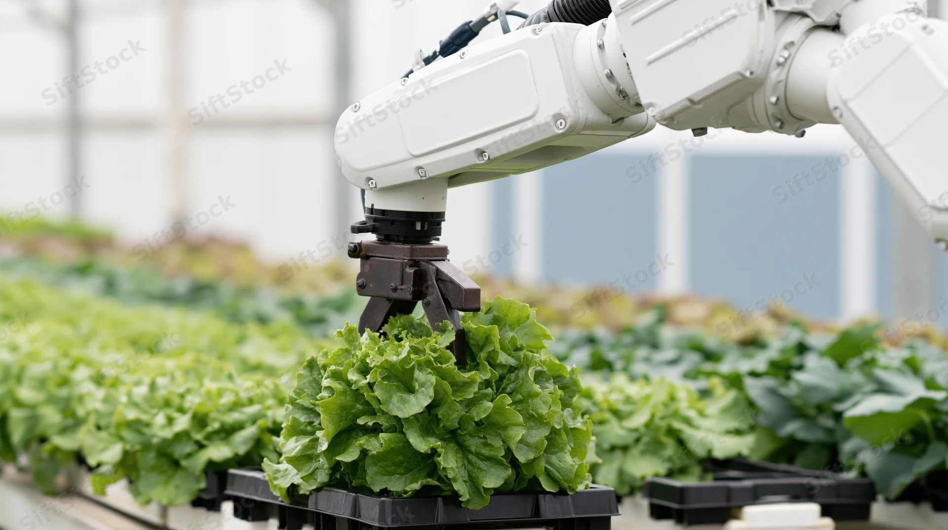 Robotic arm harvesting lettuce in a greenhouse hydroponic farm