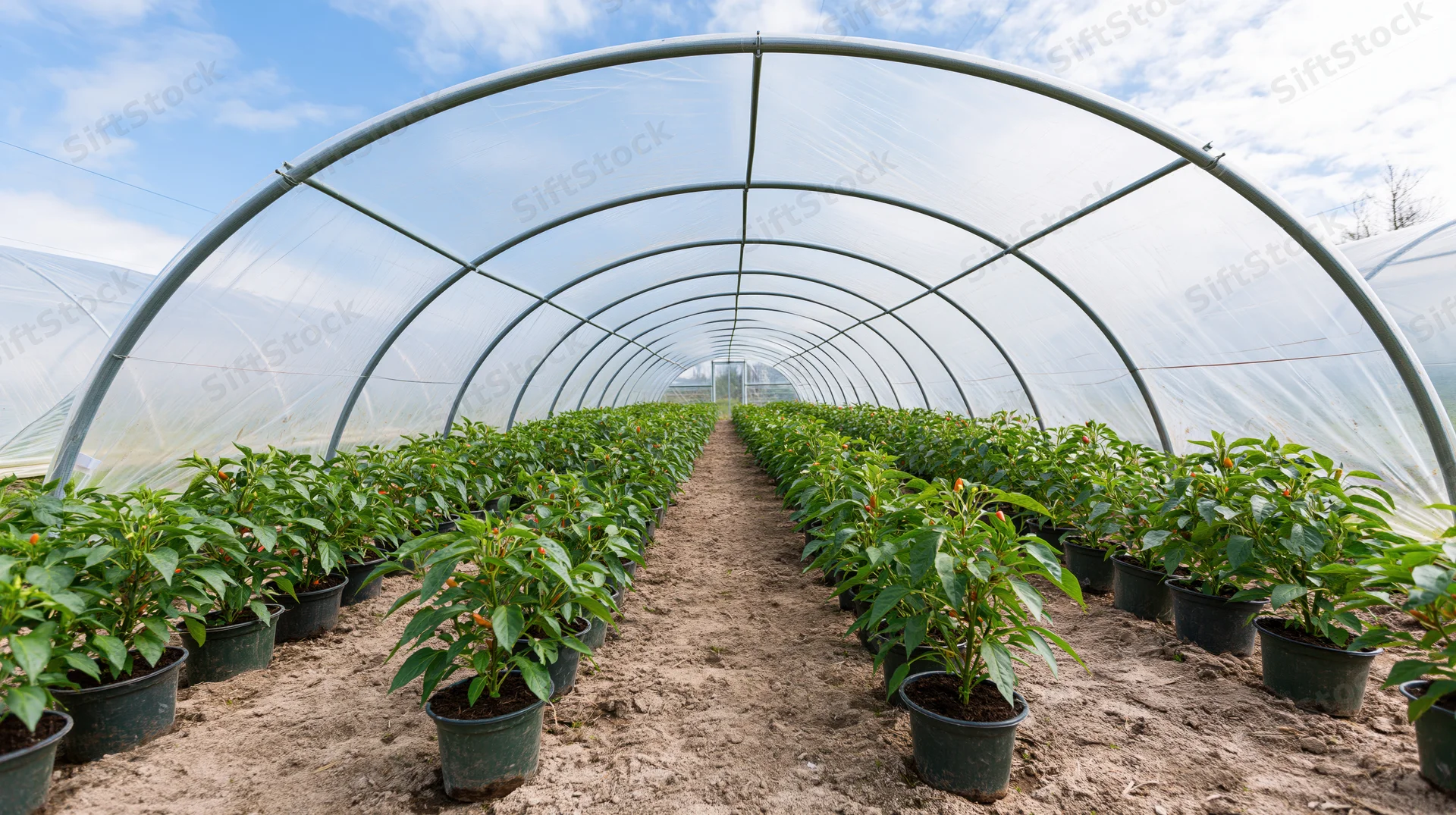 Rows of pepper plants in pots inside a large arched polytunnel greenhouse under daylight
