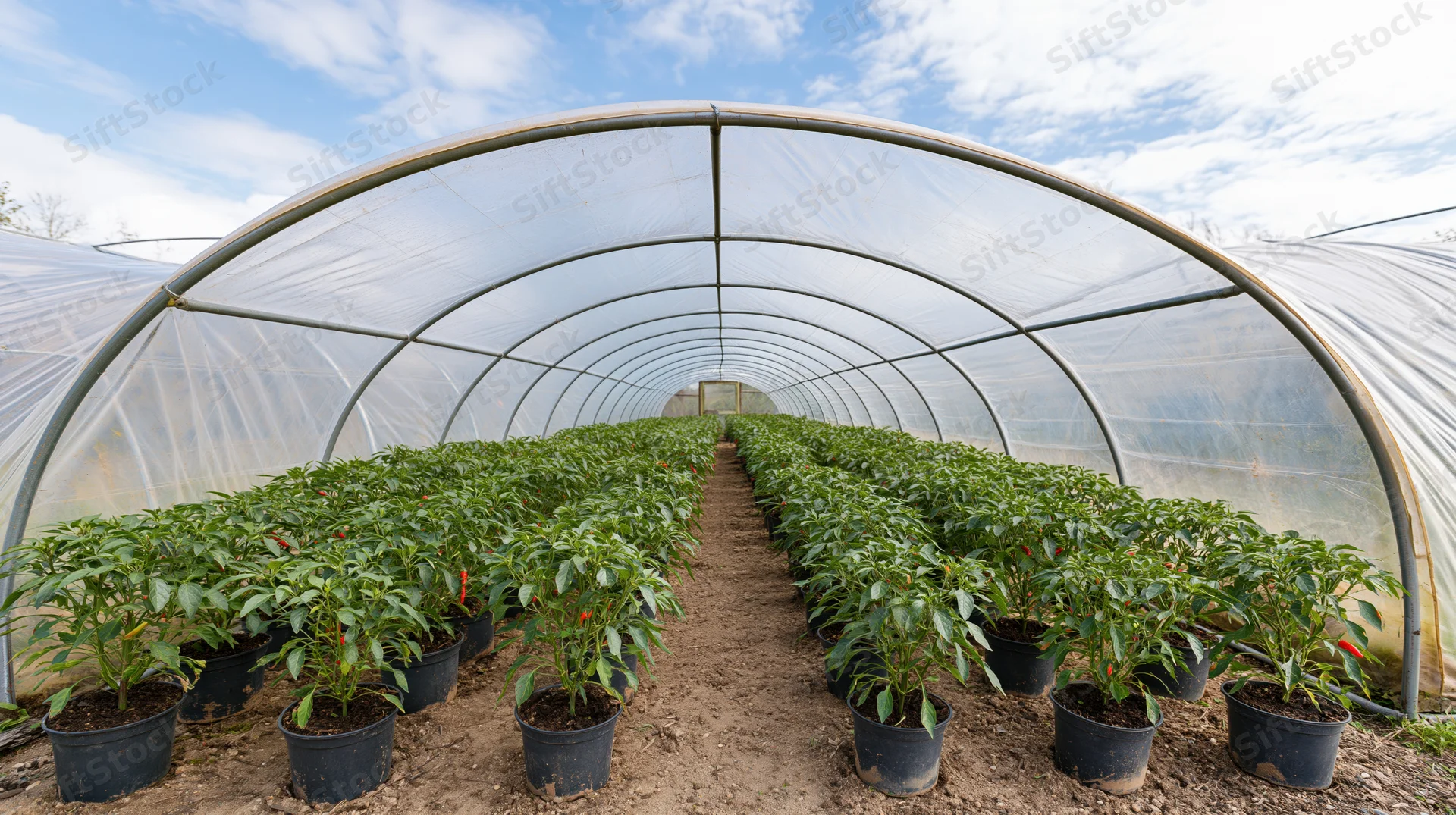 Rows of potted pepper plants growing inside a large arched polytunnel greenhouse under a blue sky