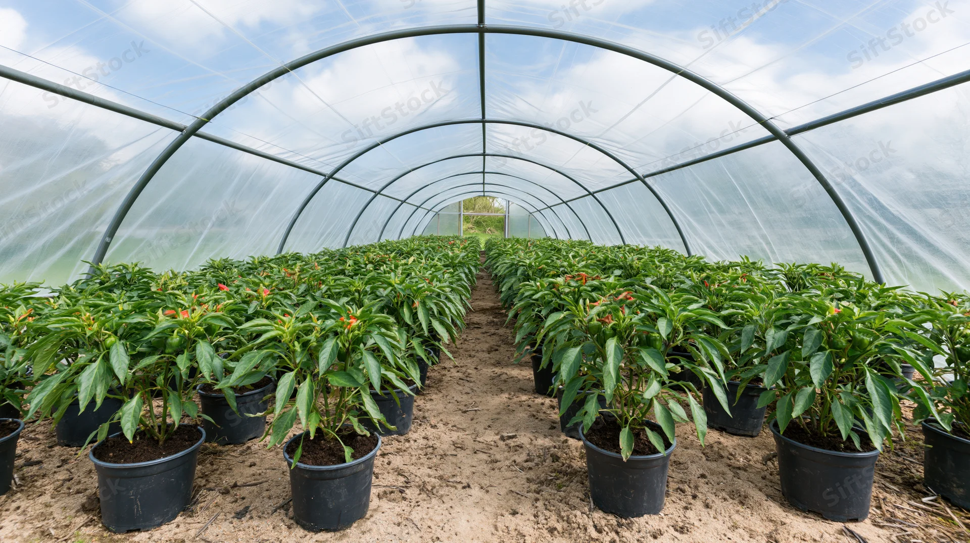 Rows of potted pepper plants growing inside a large polytunnel greenhouse with transparent plastic covering and metal frame