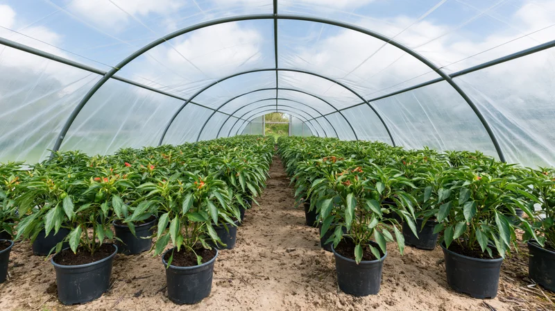 Rows of potted pepper plants growing inside a large polytunnel greenhouse with transparent plastic covering and metal frame