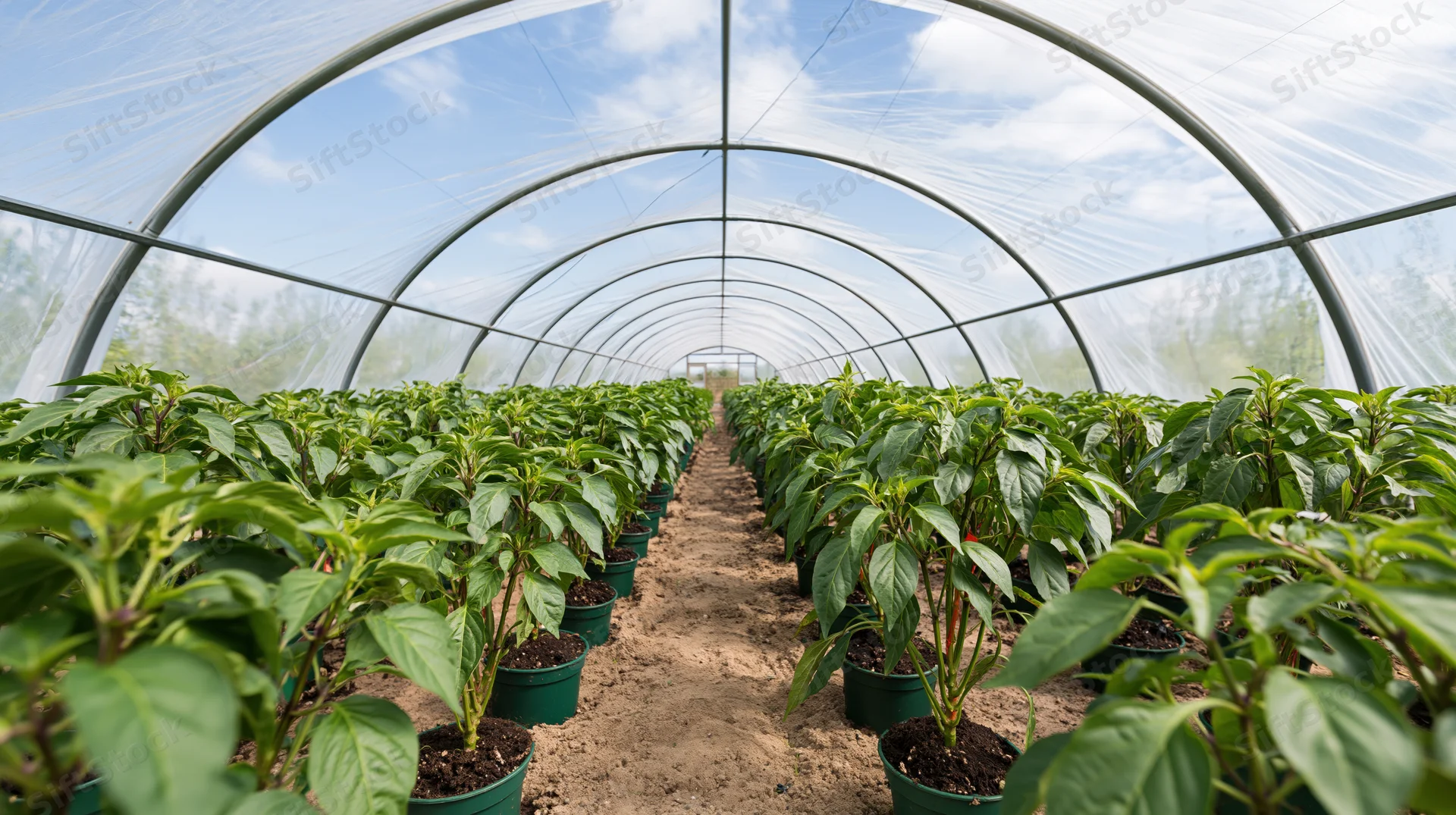 Rows of pepper plants in green pots inside a large polytunnel greenhouse with transparent plastic cover and metal frame, viewed from interior looking down the central pathway under daylight sky