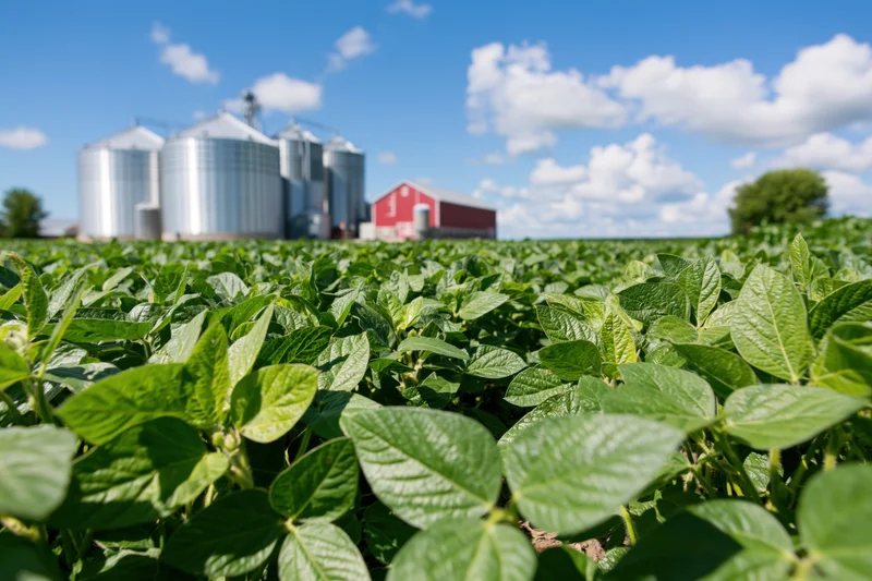 Soybean plants growing in a field with silos and a red barn in the background