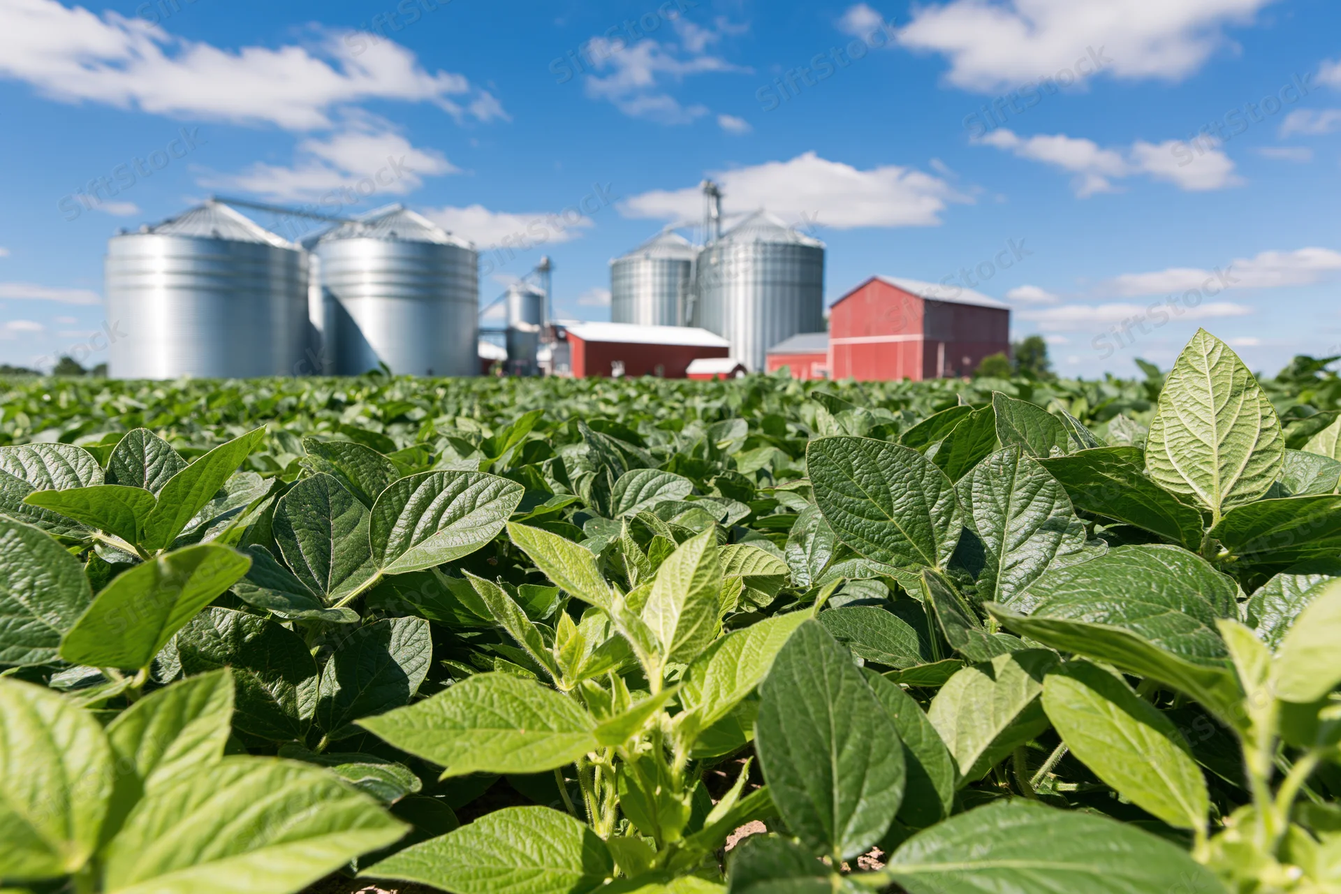 Soybean plants growing in a field with farm buildings and silos in the background